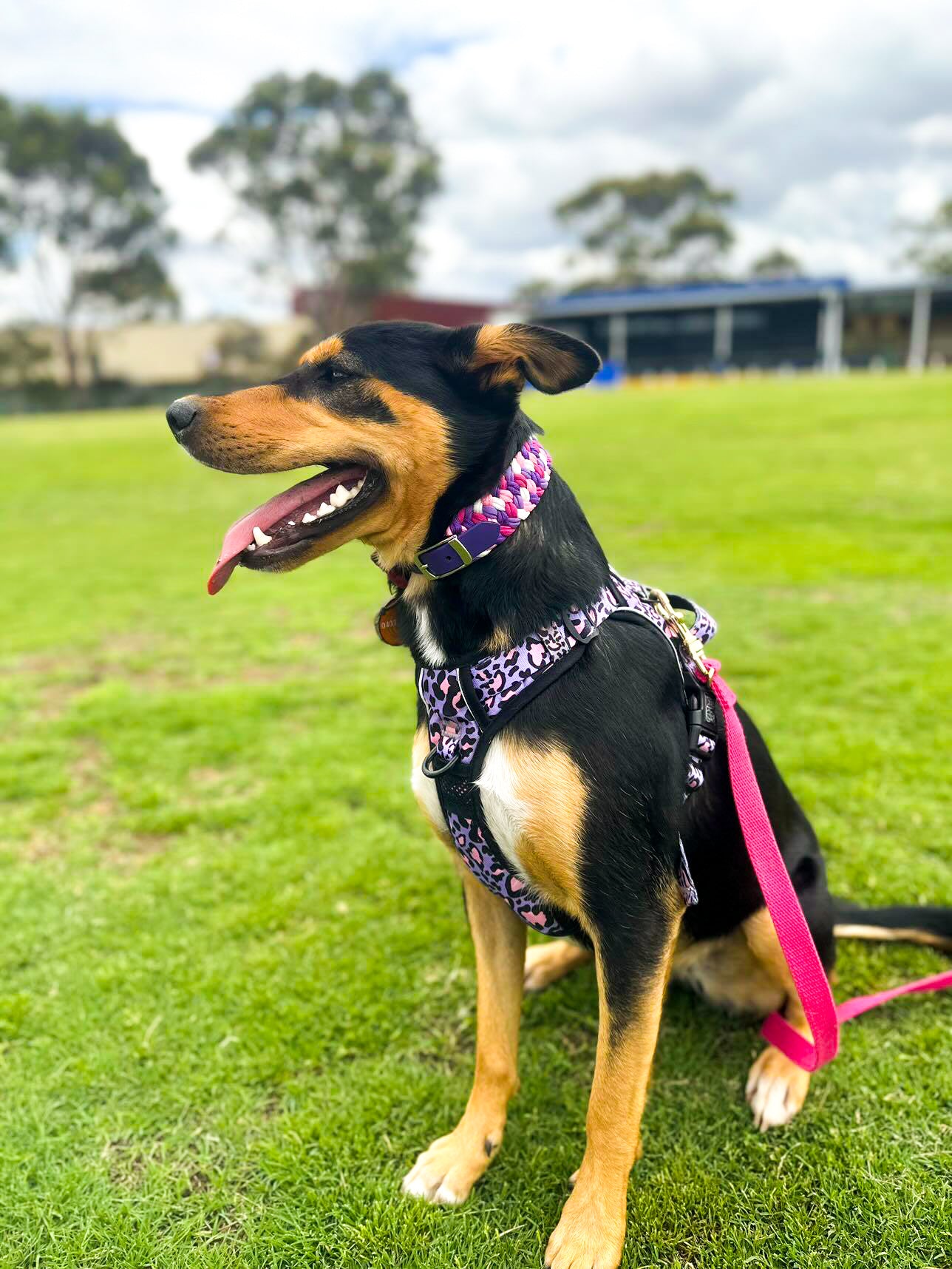 Dog Collar - Milly's Rainbow cords4paws Paracord Handmade Dog Accessories Customizable Made in Germany Shipping worldwide