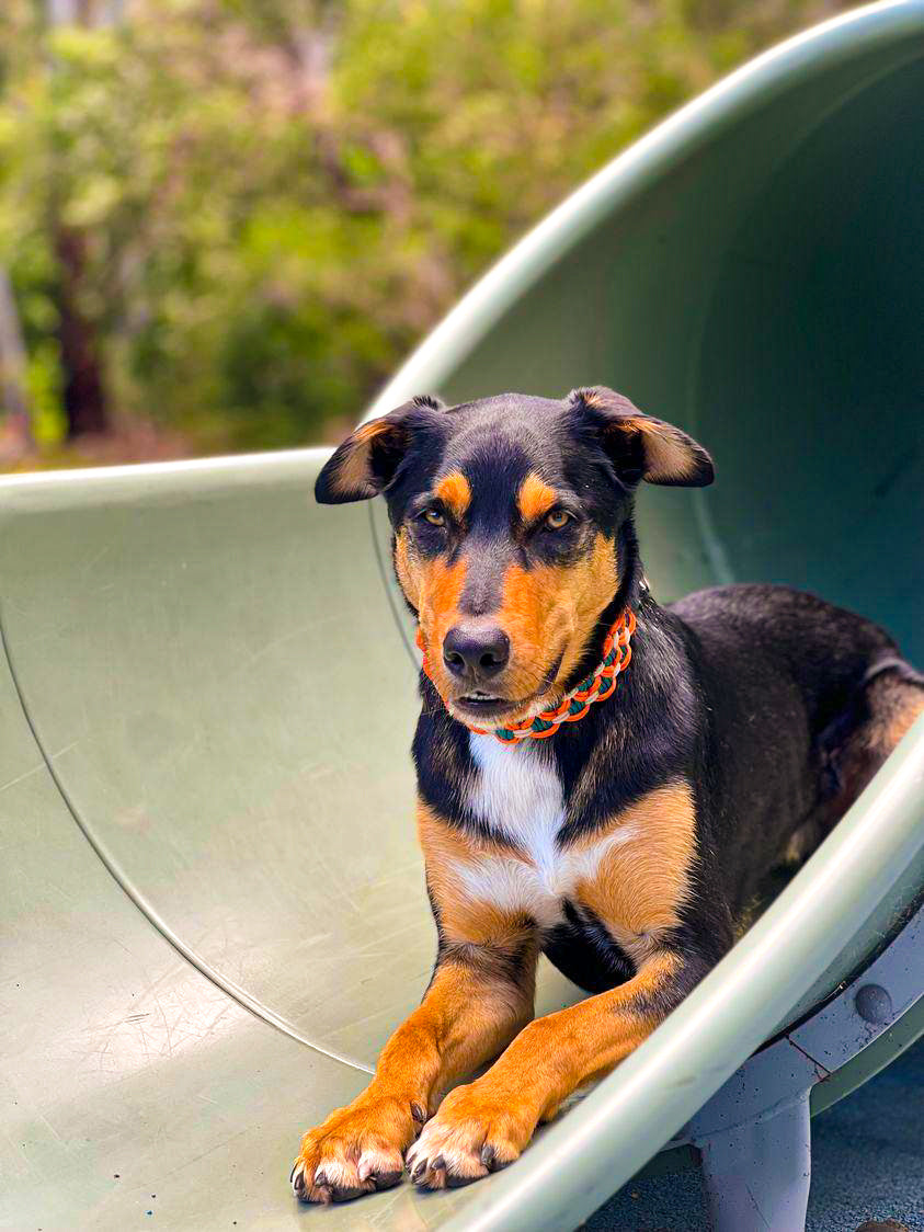Dog Collar - Sadie's Posie Kim & Milly's Cords 4 Paws Paracord Handmade Dog Accessories Customizable Made in Germany Shipping worldwide