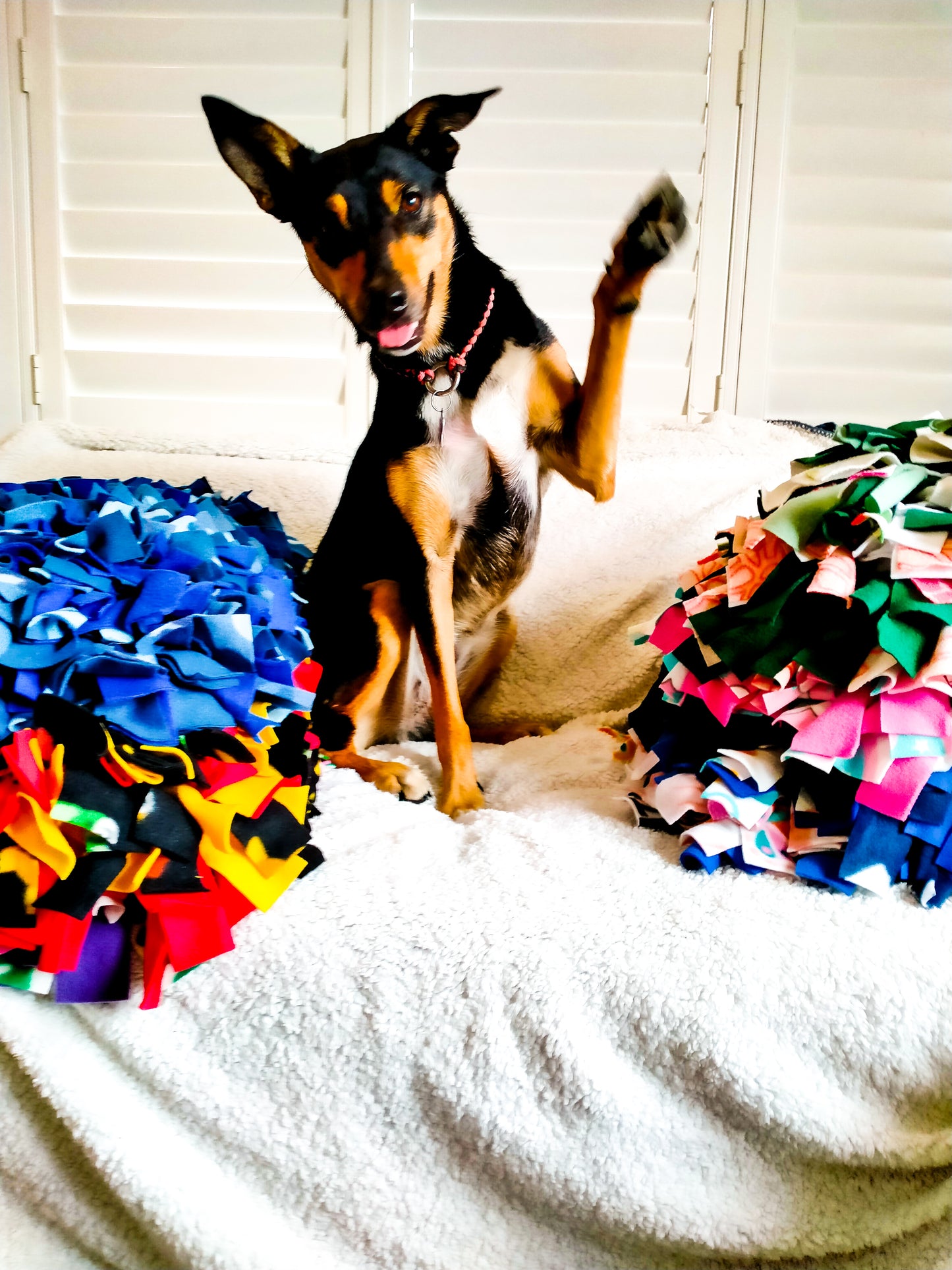 ID Collar / House Collar Kim & Milly's Cords 4 Paws Paracord Handmade Dog Accessories Customizable Made in Germany Shipping worldwide