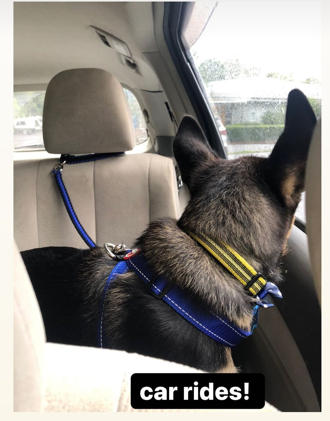 Headrest Car Restraint - "Cobra" cords4paws Paracord Handmade Dog Accessories Customizable Made in Germany Shipping worldwide