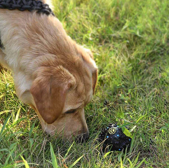 AUSSIE STOCK: Giggle Treat Ball Aquam Amici Paracord Handmade Dog Accessories Customizable Made in Germany Shipping worldwide