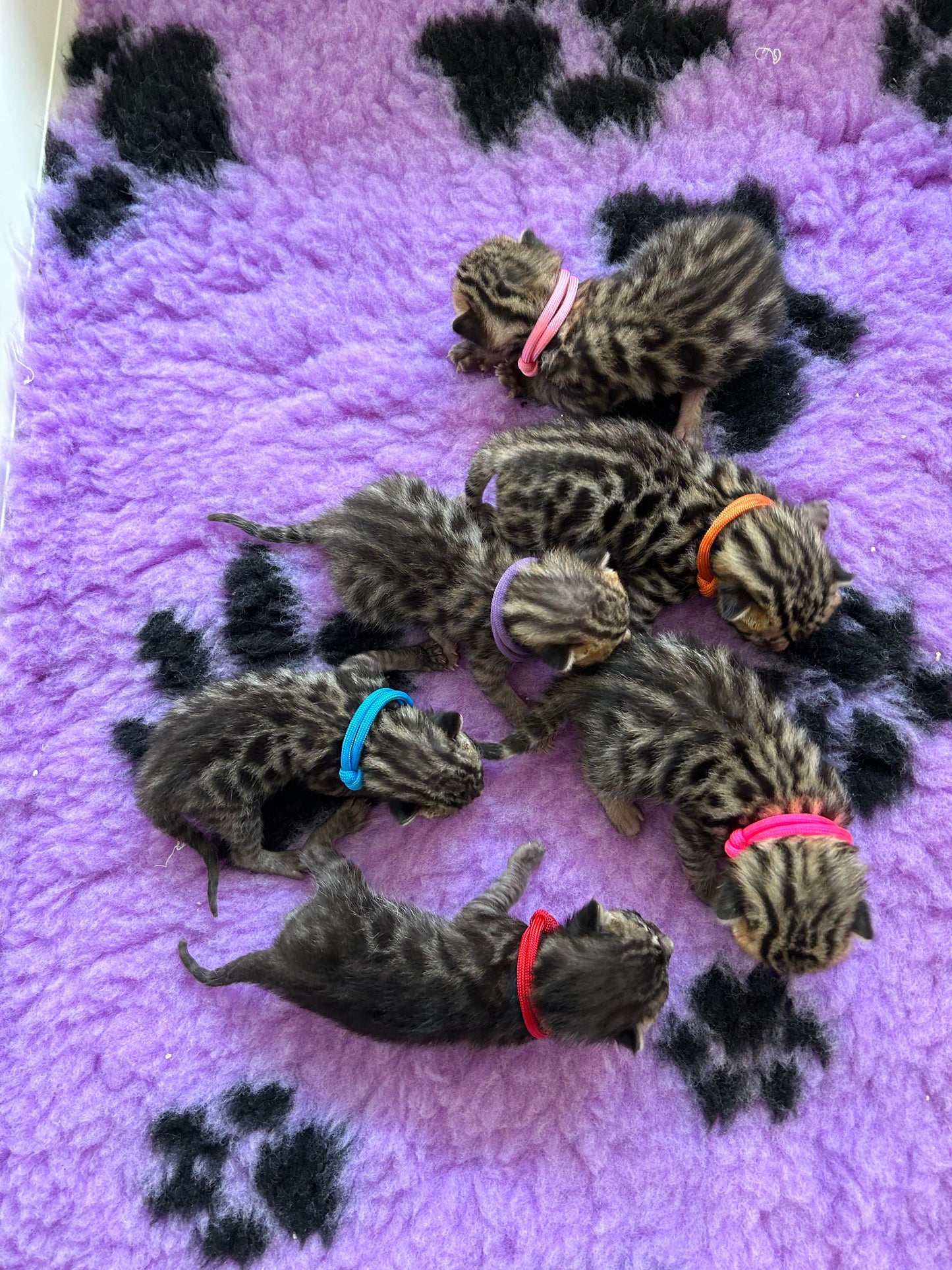 Whelping Collars / Puppy ID Collars Kim & Milly's Cords 4 Paws Paracord Handmade Dog Accessories Customizable Made in Germany Shipping worldwide