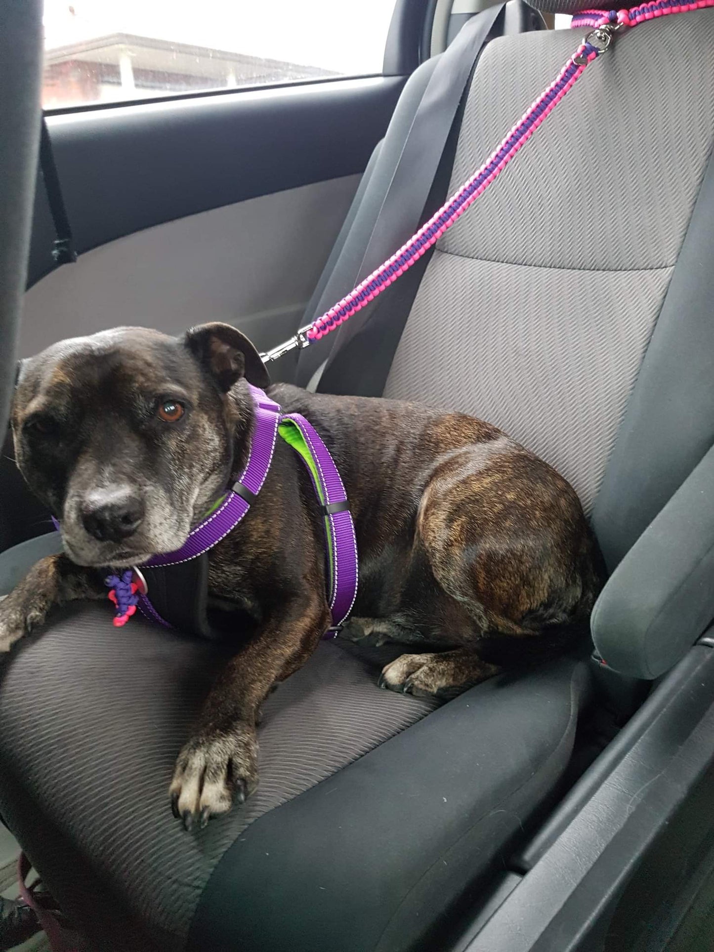 Headrest Car Restraint - "Cobra" cords4paws Paracord Handmade Dog Accessories Customizable Made in Germany Shipping worldwide