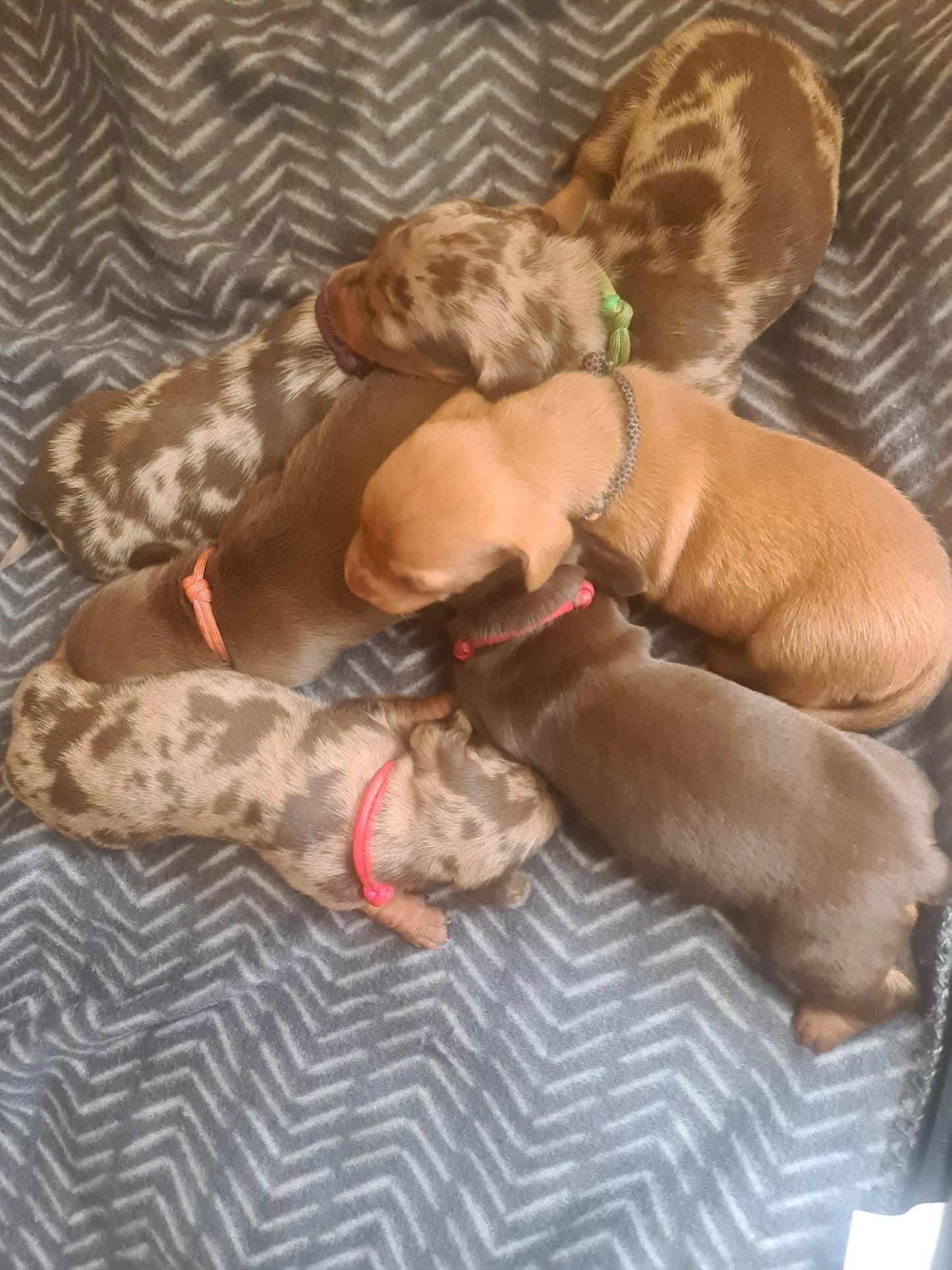 Whelping Collars / Puppy ID Collars Kim & Milly's Cords 4 Paws Paracord Handmade Dog Accessories Customizable Made in Germany Shipping worldwide