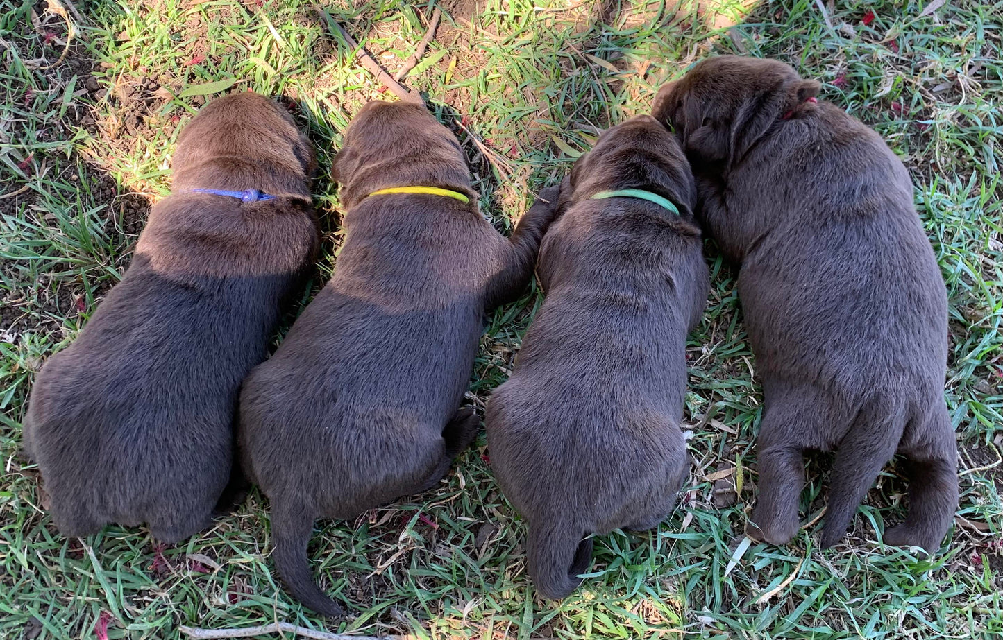 Whelping Collars / Puppy ID Collars Kim & Milly's Cords 4 Paws Paracord Handmade Dog Accessories Customizable Made in Germany Shipping worldwide