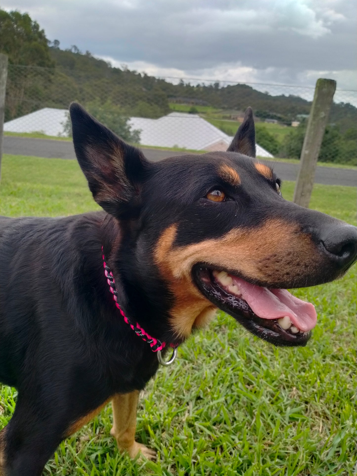 ID Collar / House Collar Kim & Milly's Cords 4 Paws Paracord Handmade Dog Accessories Customizable Made in Germany Shipping worldwide