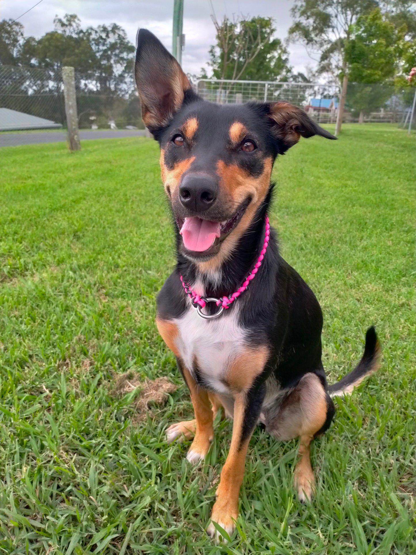 ID Collar / House Collar Kim & Milly's Cords 4 Paws Paracord Handmade Dog Accessories Customizable Made in Germany Shipping worldwide