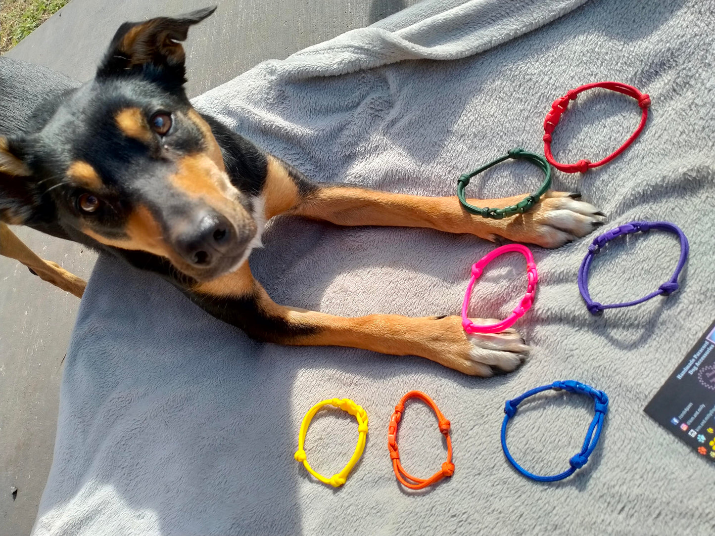 Whelping Collars / Puppy ID Collars Kim & Milly's Cords 4 Paws Paracord Handmade Dog Accessories Customizable Made in Germany Shipping worldwide