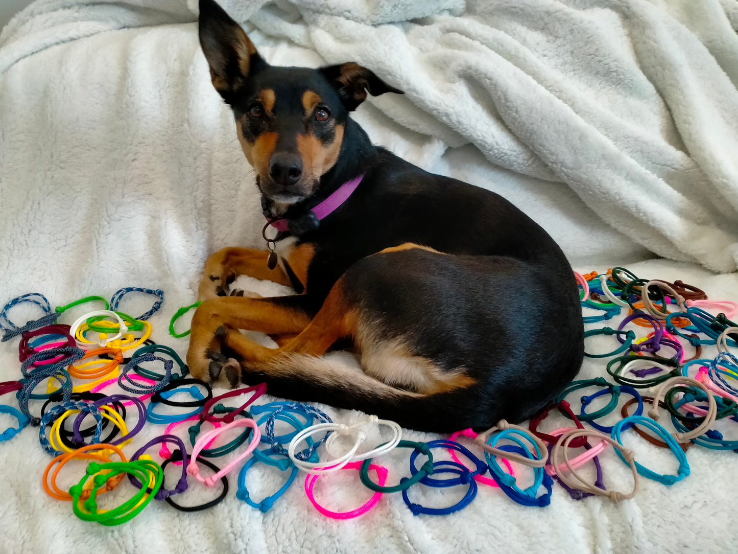 Sets of Whelping Collars cords4paws Paracord Handmade Dog Accessories Customizable Made in Germany Shipping worldwide