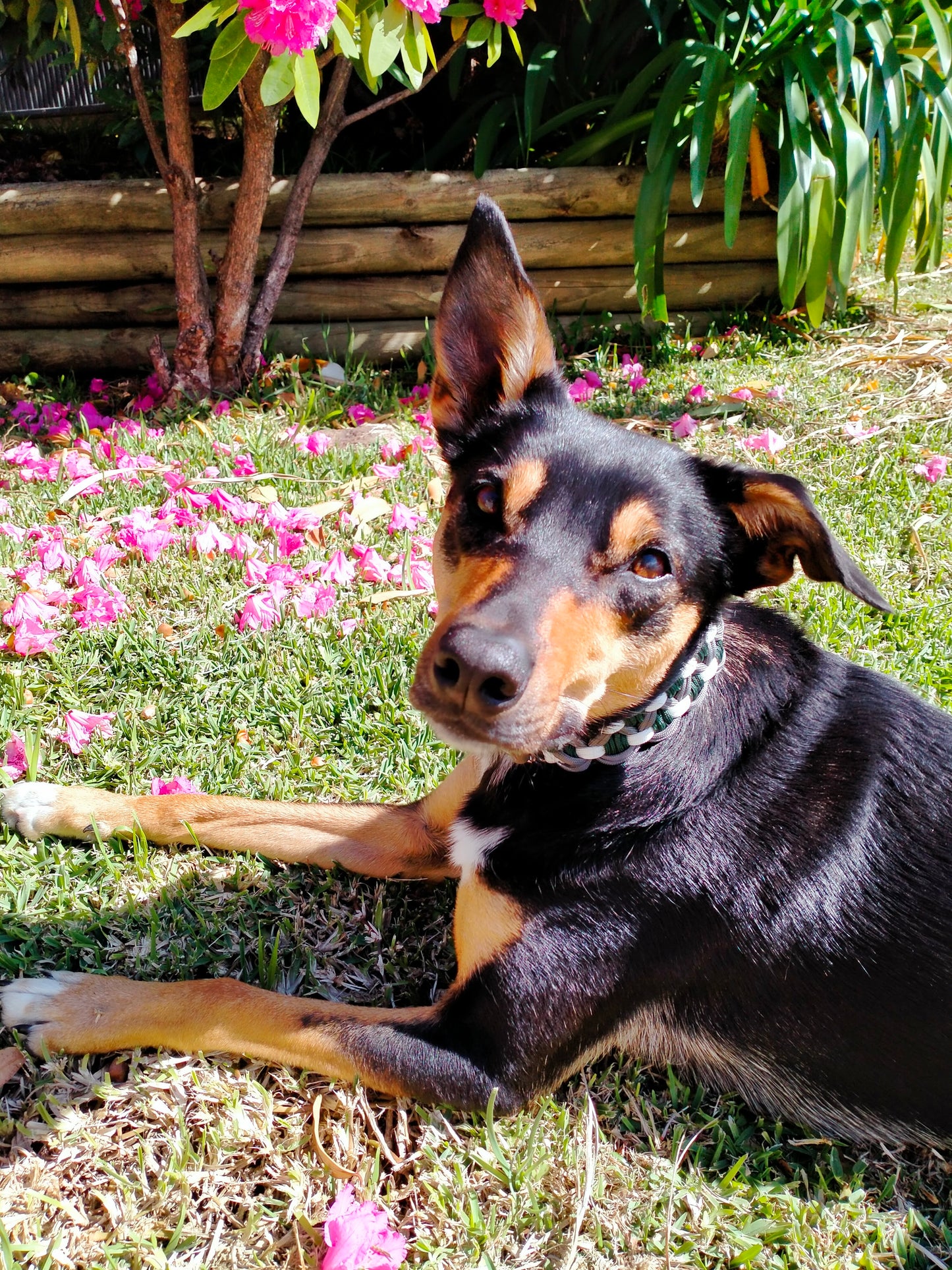 Dog Collar - Sadie's Posie Kim & Milly's Cords 4 Paws Paracord Handmade Dog Accessories Customizable Made in Germany Shipping worldwide