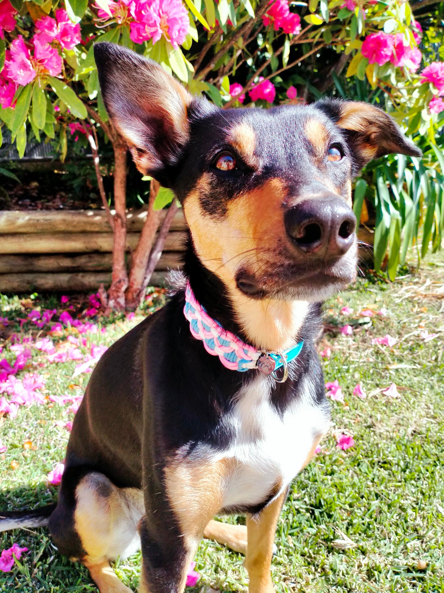 Dog Collar - Sadie's Posie Kim & Milly's Cords 4 Paws Paracord Handmade Dog Accessories Customizable Made in Germany Shipping worldwide
