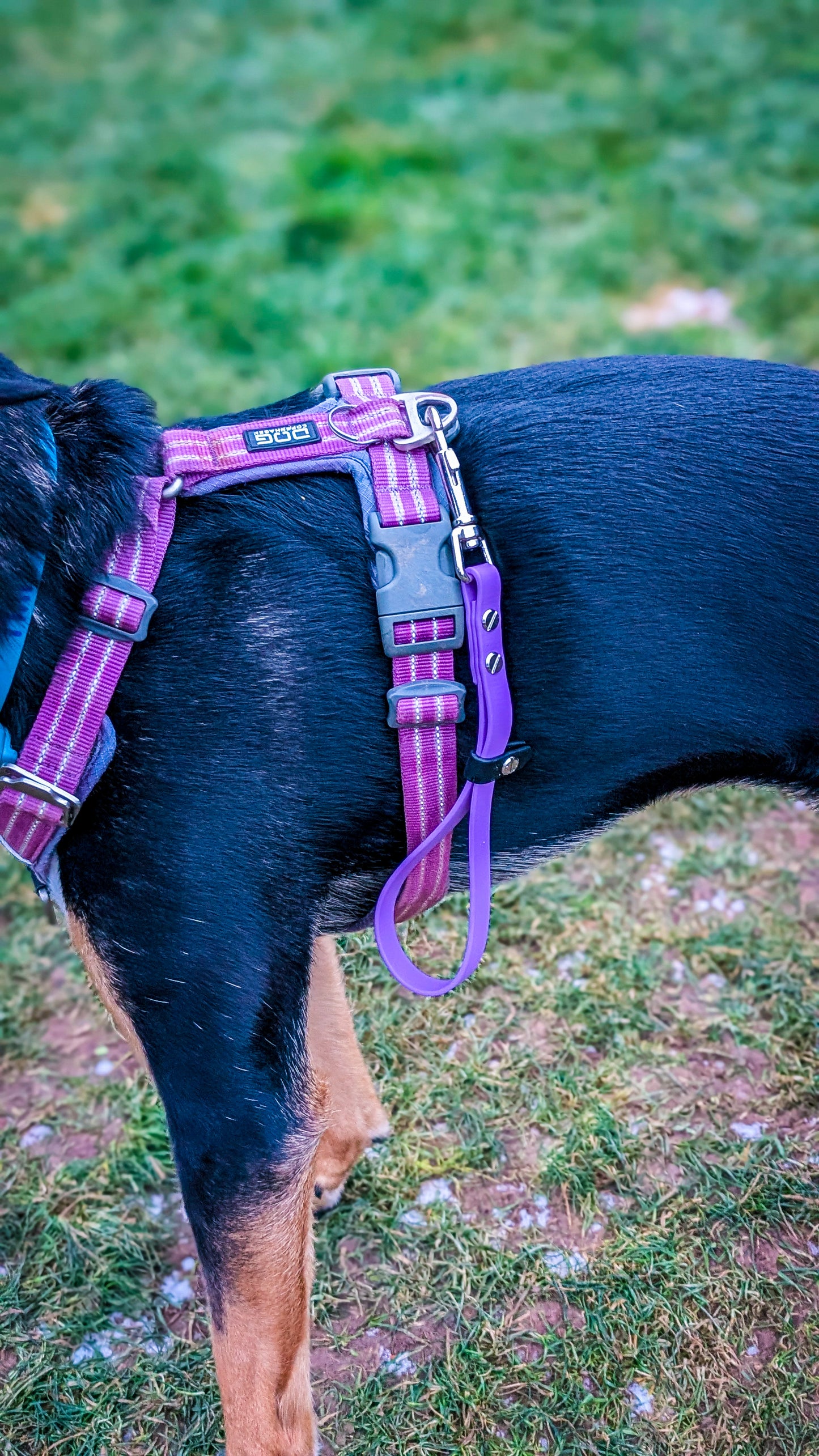 3-in-1 BioThane® Multi-Use Kurzführer & Schleppleinenhalter