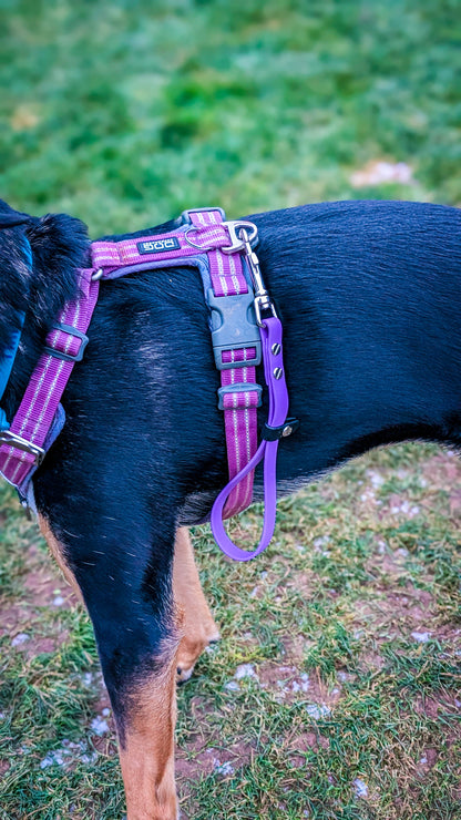 3-in-1 BioThane® Multi-Use Kurzführer & Schleppleinenhalter